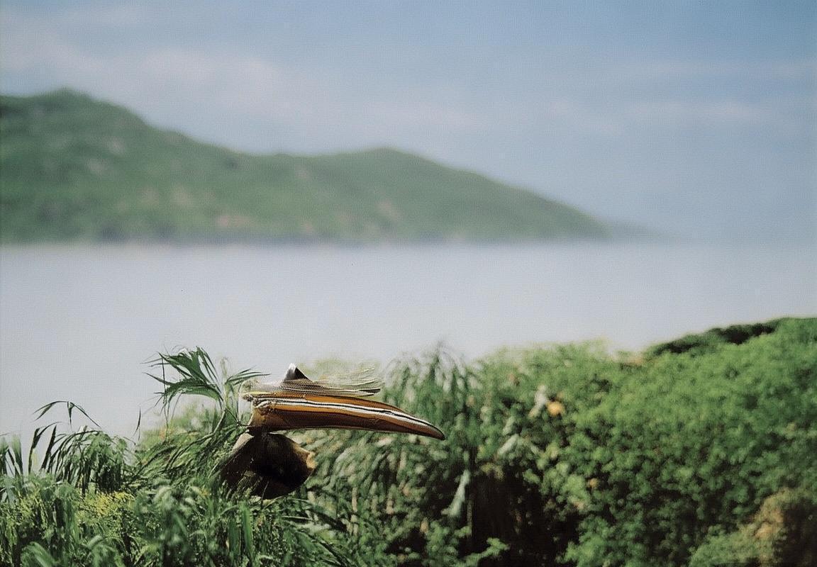 弗拉霍维奇：从足球天才到欧洲之星的奋斗之路